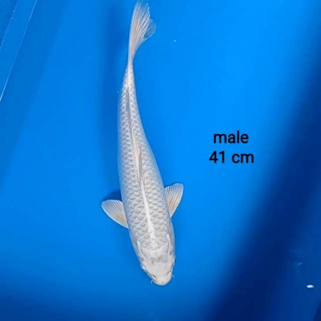 Platinum nu ageng pisan 41cm