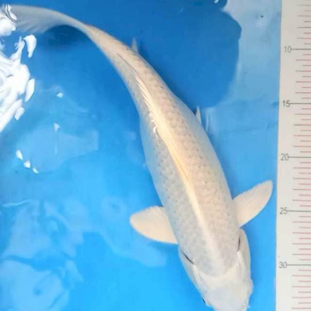Platinum 40cm F