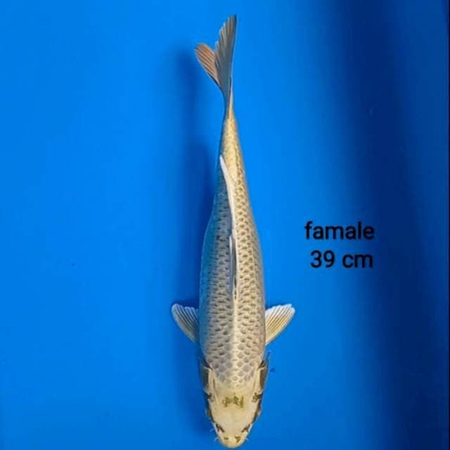 Mukasi Kyarameru shikiso 39 cm