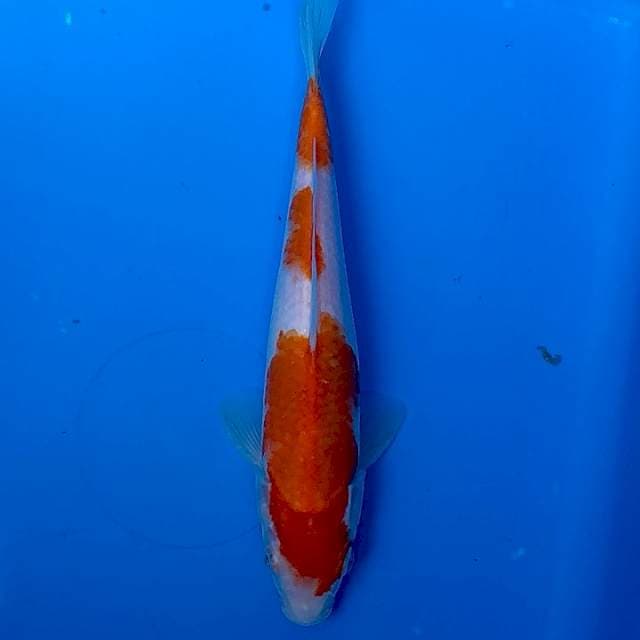 A. Kohaku