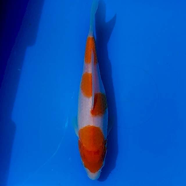 B. Kohaku