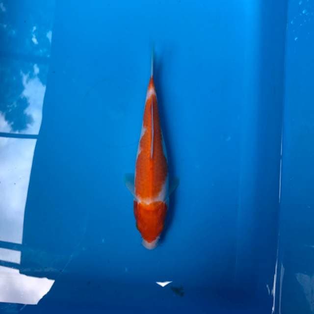 C. Kohaku