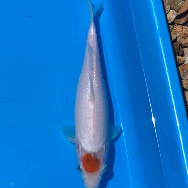 Tancho Kohaku Original