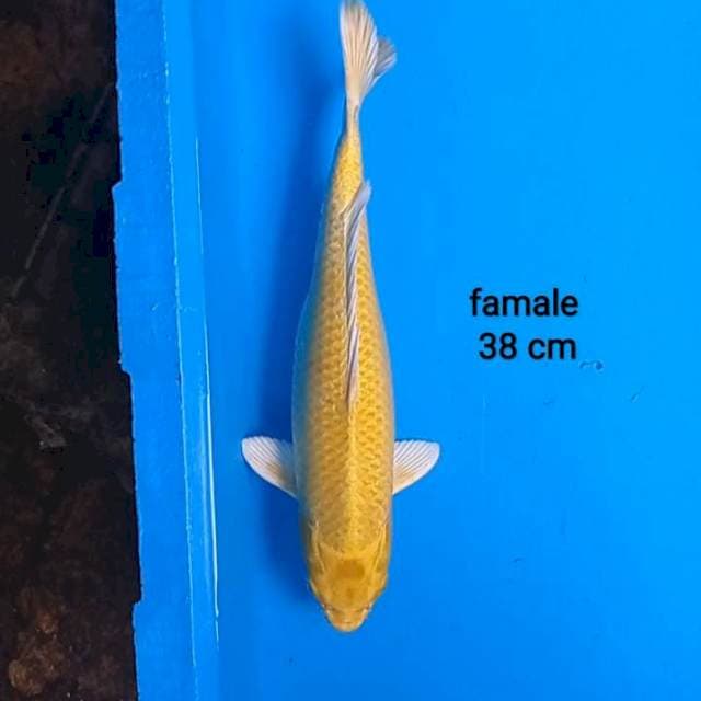 Ogon 38 cm
