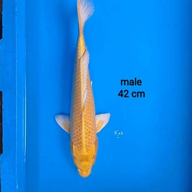 Ogon jantan 42 cm
