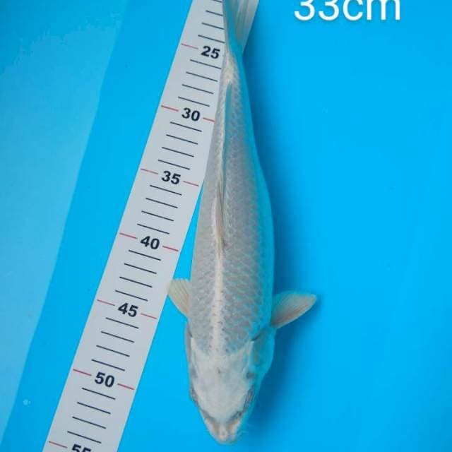 Platinum 33cm