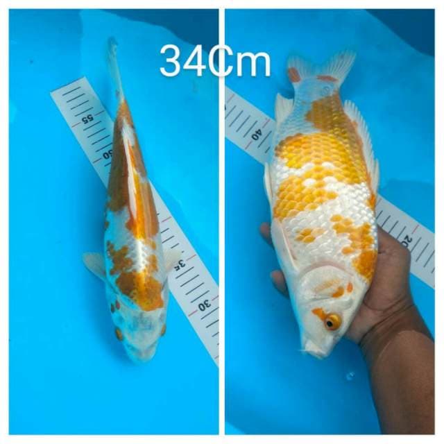hariwake Calon Jumbo 34cm