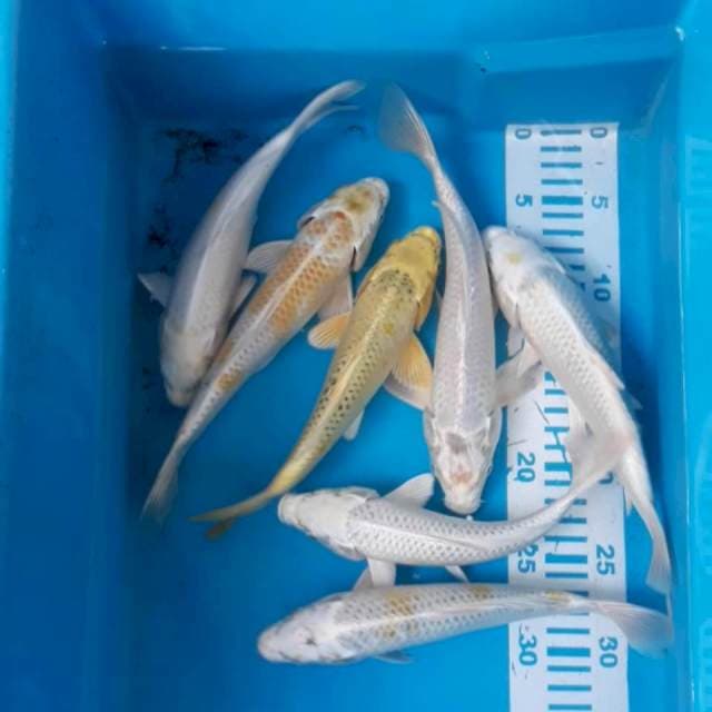 7 ekor 20-25 cm