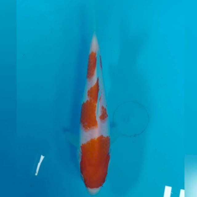 Kohaku sandan ori