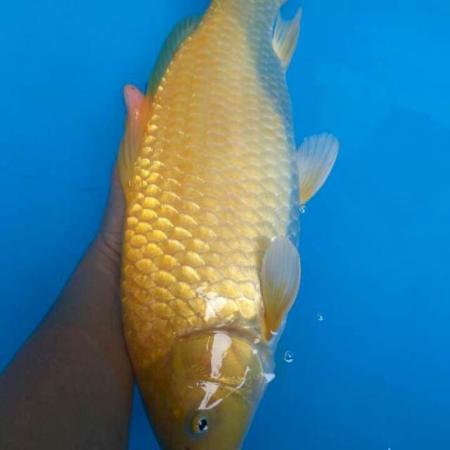 50BU BULKY Karashi Import Marudo