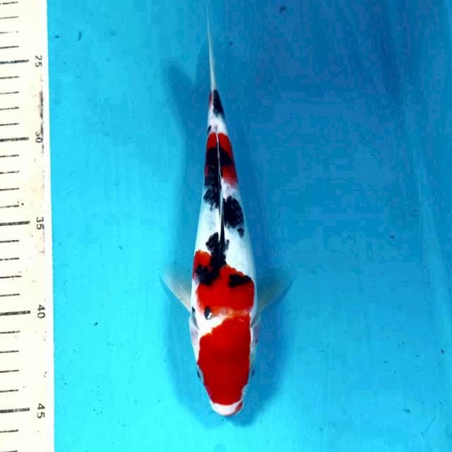 Sanke, 21 cm