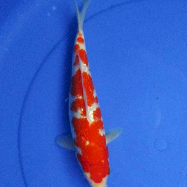 Kohaku ginrin ±27cm