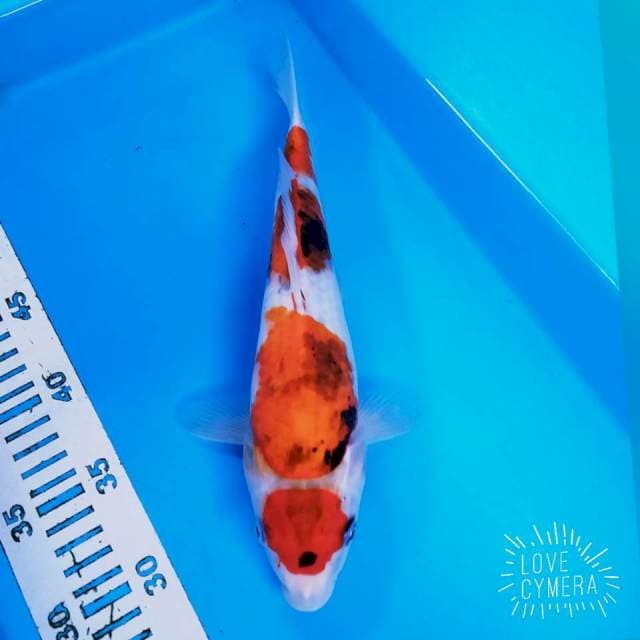 Maruten SHOWA 30cm