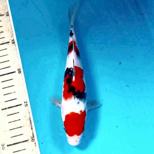 Sanke, 20 cm