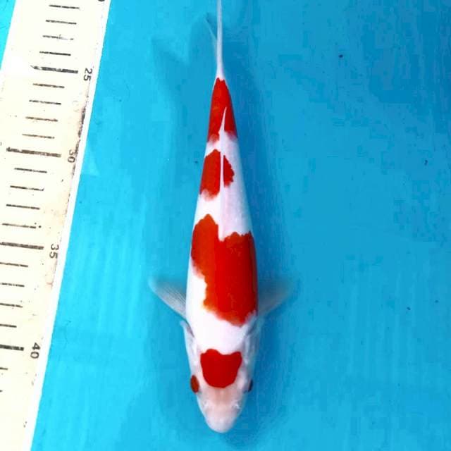 Kohaku, 21 cm