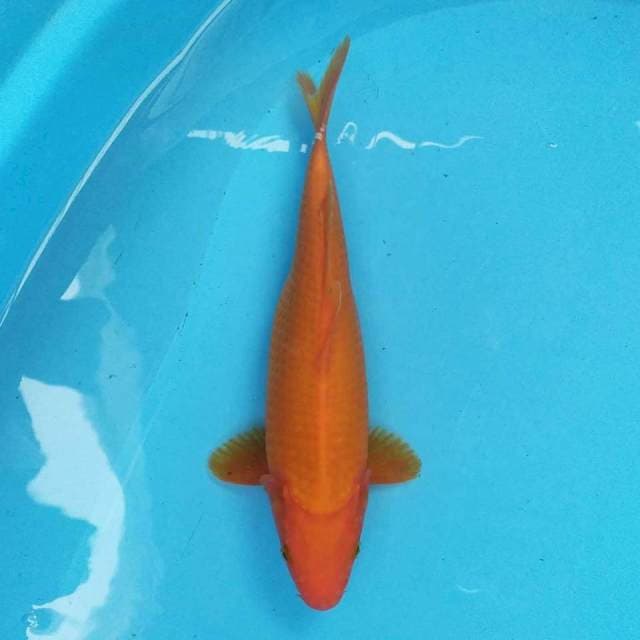 Benigoi 28 cm