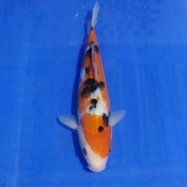 🔵sanke 25cm