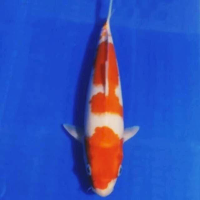 🔵kohaku 28cm