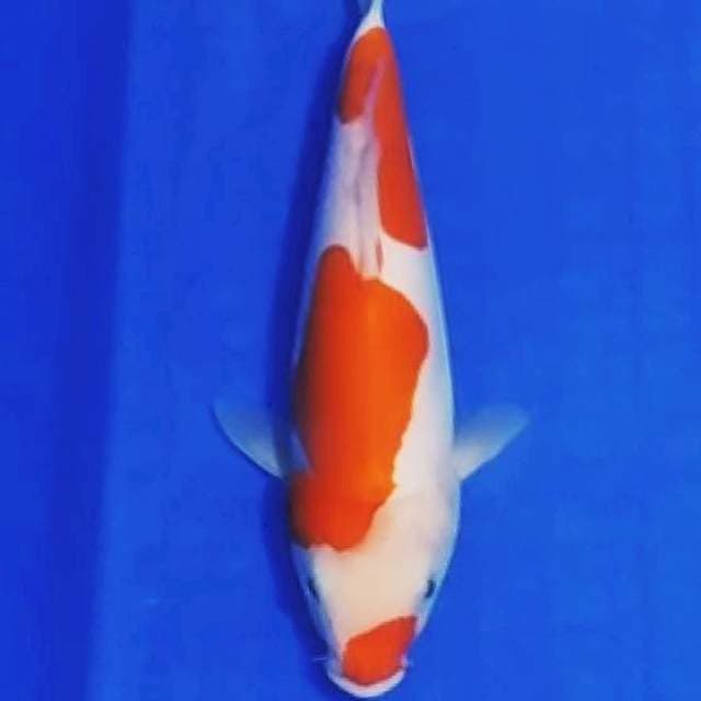 🔵kohaku doit 21cm