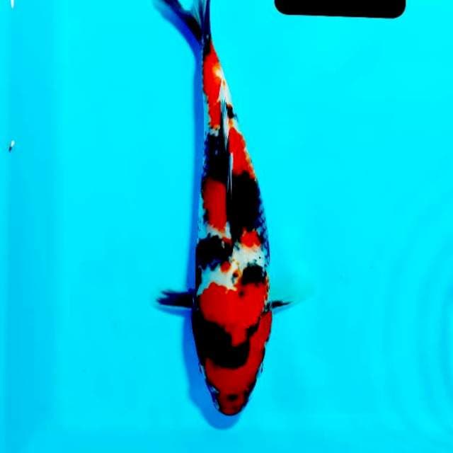 Showa 24 cm