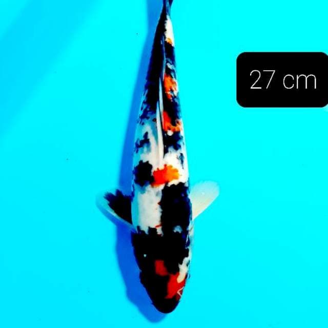 Showa kindai 27 cm