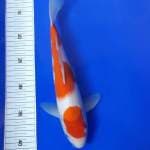 Kohaku ori calon munuk 28