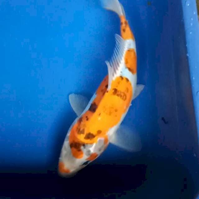 Kikokuryu antix