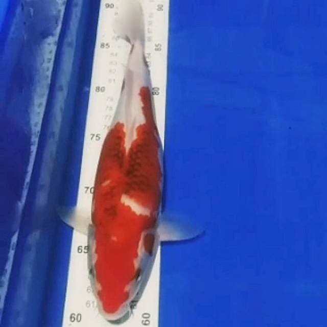 Koromo goshiki 31cm