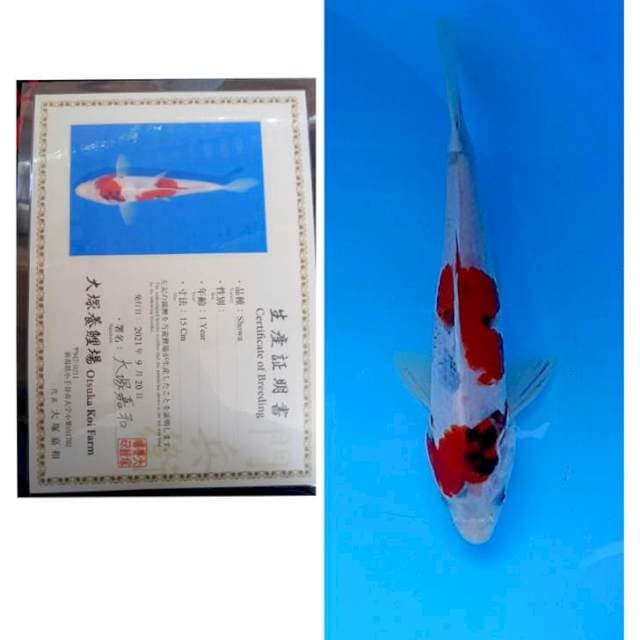 Showa Certy Otsuka