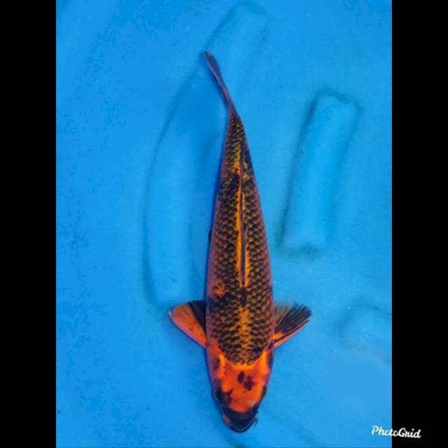 KOLEKSI , 36cm 