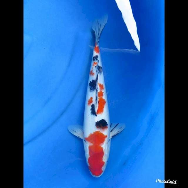 SANKE TSUBO SUMI , 35cm 
