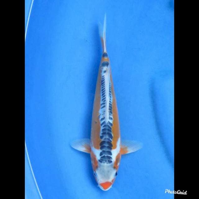 SHUSUI HQ , 28cm