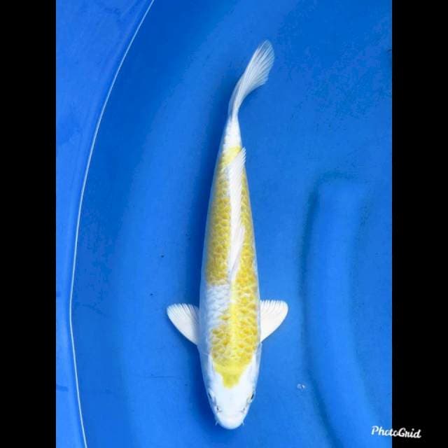 HARIWAKE ARAGOKE , 33cm