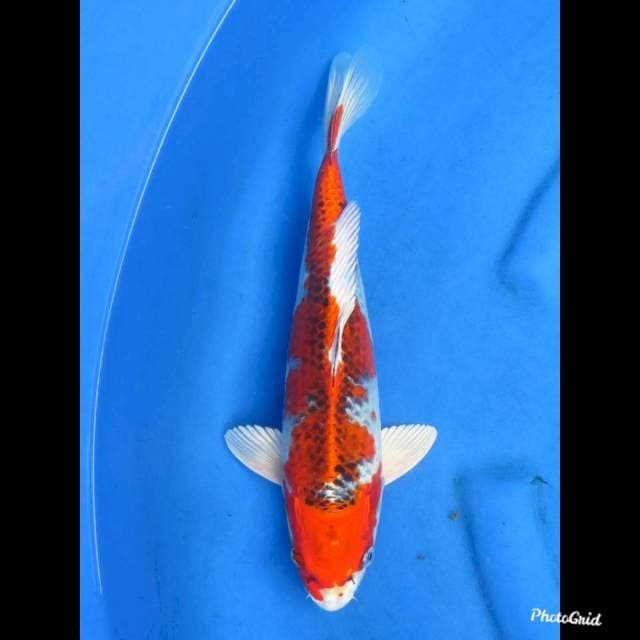 RED KUJAKU - MALE , 33cm