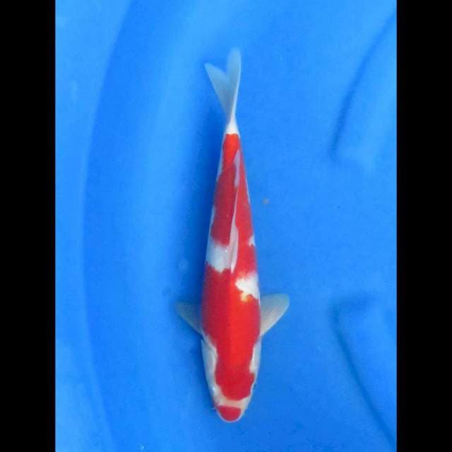 Ori kohaku inazuma 30cm