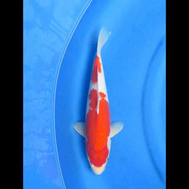 Ori kohaku nidan 32cm halus