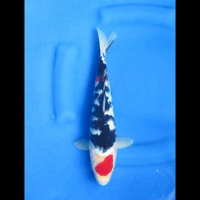Ori tancho sanke 31cm