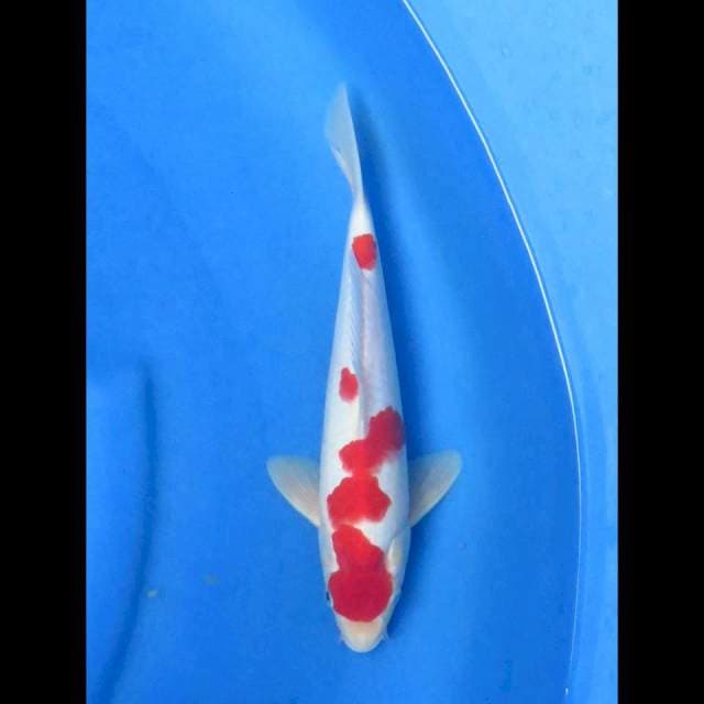Ori kohaku petir 29cm