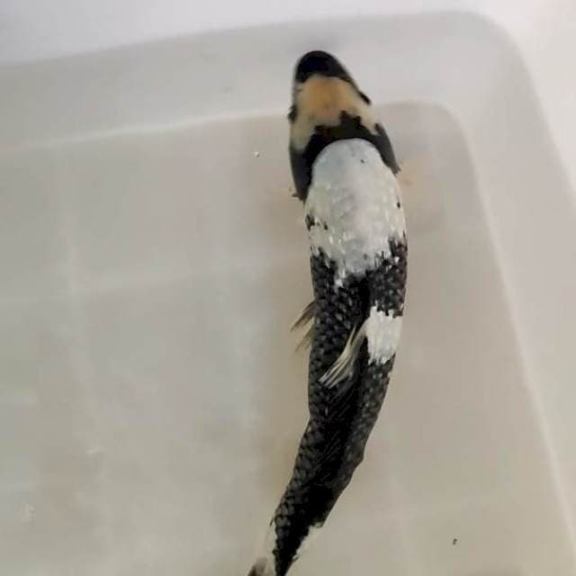 shiro 32 cm