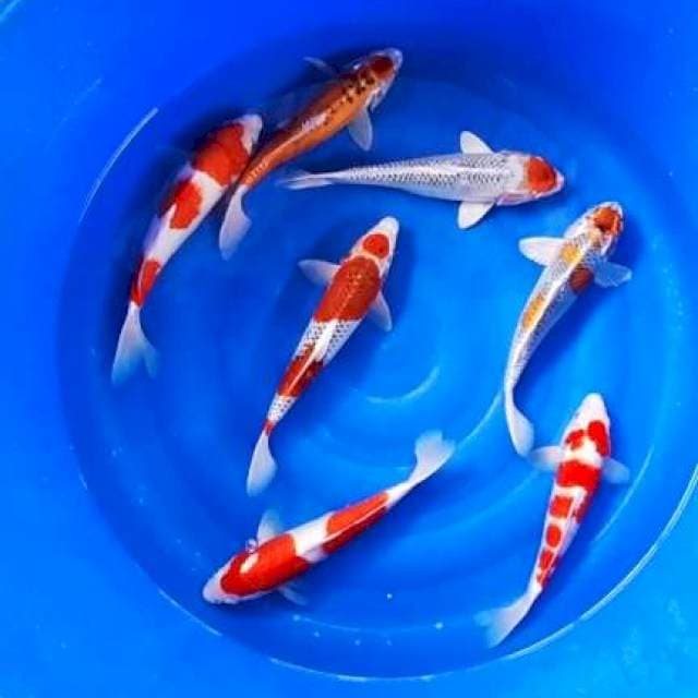 Calon 34-37cm 7ekor