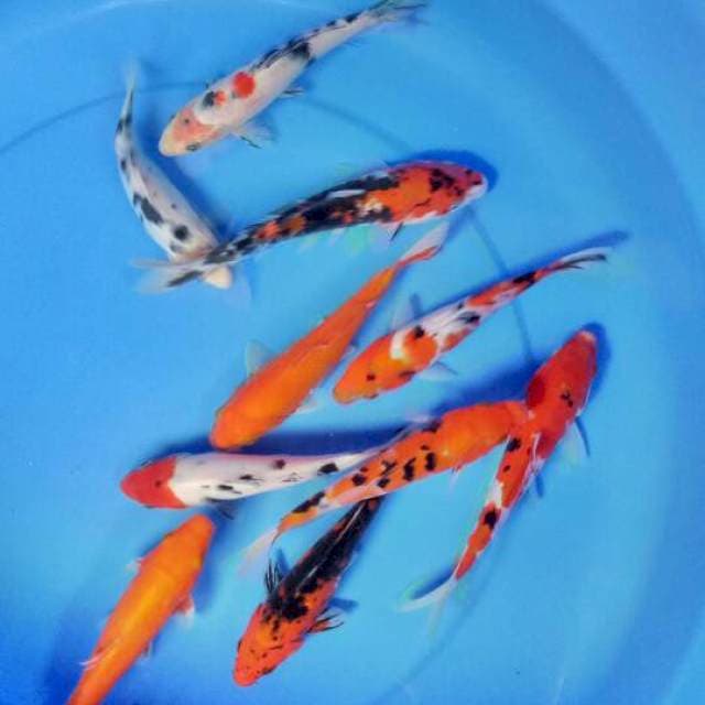Mix koi 10 ekor 17-20 cm