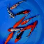 Mix koi 10 ekor 17-20 cm