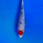 Tancho tategoi 19 cm