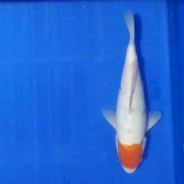 Tancho sanke 25cm