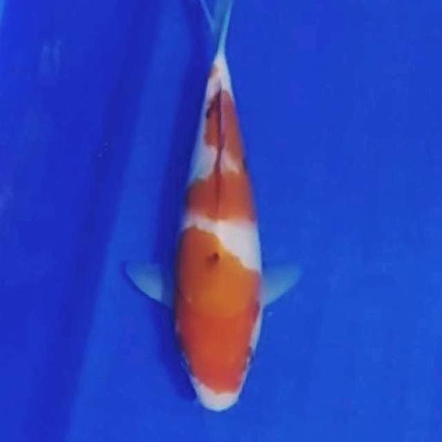 Sanke 20cm