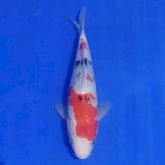 Sanke 21cm
