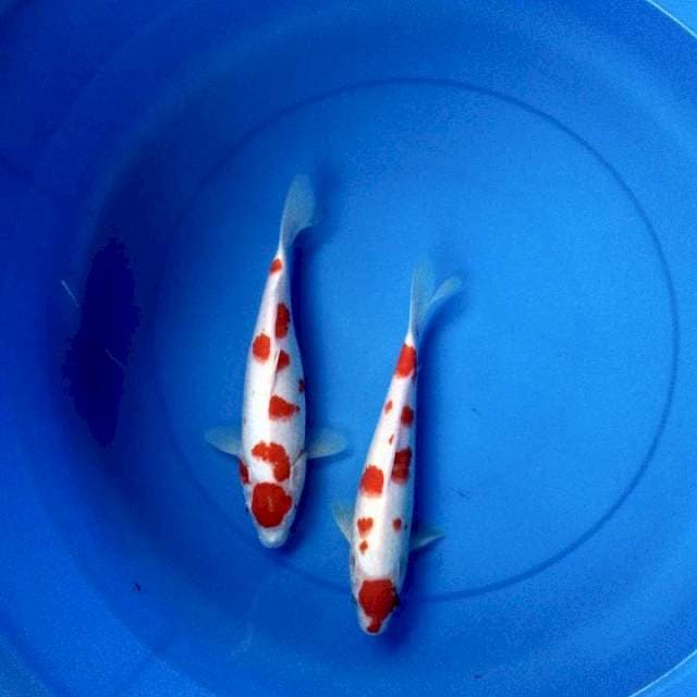 Kohaku ori 2 ekor