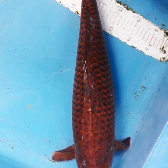Chogoi 53cm jantan 