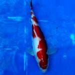 Kohaku Strong, 23cm