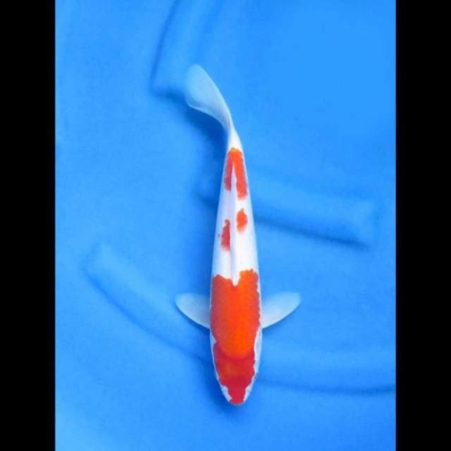 Ori kohaku sandan 32cm